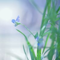 スイートピー・アズレウスのお花と..空との交信 。。。