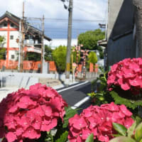 今日の散歩は北旅籠町、高須神社まで（堺市）
