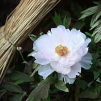 寒牡丹の花が綺麗に咲いていました