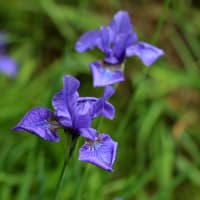 百合が原公園の藤は終わっていました