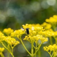 オミナエシとブルービー【来迎寺】再びの「秋の花と幸せを呼ぶ青い蜂」