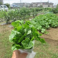 夏野菜出発