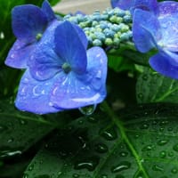 紫陽花と雨・・・