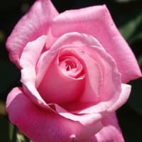 ピンクのバラ　８品種　〈プリンセスアイコ　レディ ライク　ファーストブラッシュ　アンジェラ　ミルイチェ　桃香　芳醇　香澄〉　