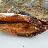 エリアトラウト練習中
