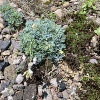高山植物コマクサ！？