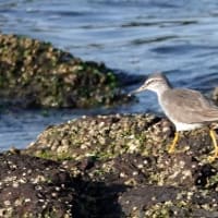 05/13探鳥記録写真-2:遠賀川河口の鳥たち（キアシシギ三昧、）