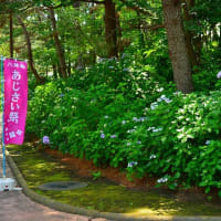 八景島シーパラダイスへアジサイを見に