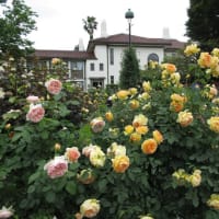 港の見える丘公園　バラ真っ盛り　イングリッシュローズの庭②黄バラ