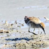 07/06お気に入りの野鳥-5（ウズラシギ）