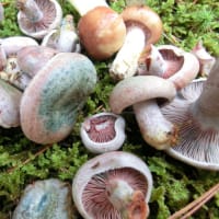 2011年のキノコ採りは初茸から＾＾