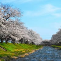 桜シリーズ　舟川の桜並木