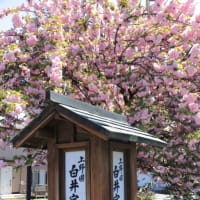 白井宿の八重桜2024