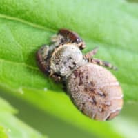 カラスハエトリの ♀