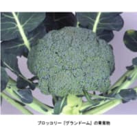 【4/25】サカタのタネ、ブロッコリーの新品種「グランドーム」の種子を発売