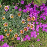 バイオネスト？その前にやることがある。