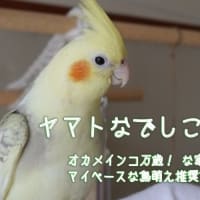 ヤマトなでしこ　Happy Life