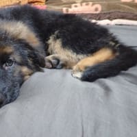 ジャーマンシェパードドッグ　長毛犬