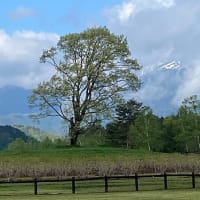 気温上がっています
