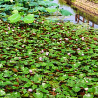 今朝早く、今川の花池に蓮の花の開花を見に行って来ました、通勤ラッシュに出会い、思う様に進まず、イライラ爺は、現地到着までに体力消耗為て、思う様に蓮の花と向き合え無かった。