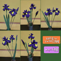 菖蒲と薔薇とアルフィー