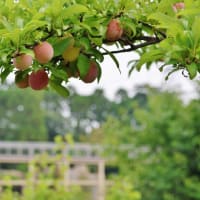 改修工事完了ですっきり！・・・けいはんな記念公園観月橋