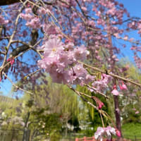 桜楽しんでます。