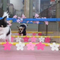 季節の変わり目は体調の変化に注意しましょう！　　犬のしつけ教室＠アロハドギー