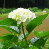 多気町「丹生大師の里の紫陽花」見てきました～(^^) 2025