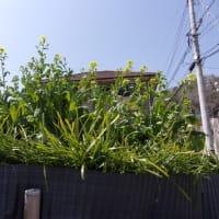 FX  今週の言い訳　節目がありすぎるのも問題か