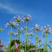 夏至～夏空に向かって咲く花
