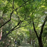 2024年8月3日　白山比咩神社表参道