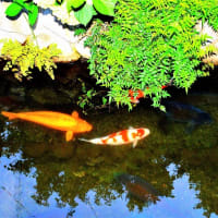 🐉🌈〖日蓮大聖人〗由来の清流に【⚡龍神様⚡】出現❢❢