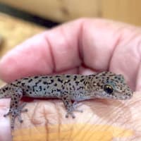 シャムの国から来ました