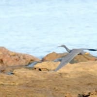 07/28探鳥記録写真-2：狩尾岬の鳥たち②（クロサギの飛翔＆着地模様、岩礁上のミサゴ、トビの飛翔、）