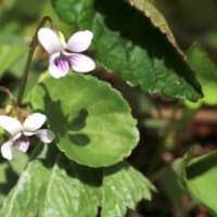 クサイチゴやモミジイチゴの花