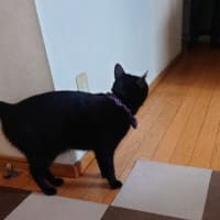 猫もあやしかった