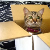 ネコたちは段ボールの箱が大好き！