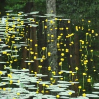 2025年6/16　ボラ作業・山野草