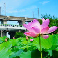 古代蓮が咲きました！後編（埼玉県上尾市原市沼 2025.6.28 撮影）