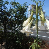 タカサゴの悲しみ