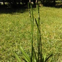 アジサイとバラにはまっています