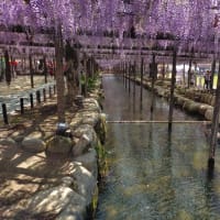 ６年ぶりの藤まつり