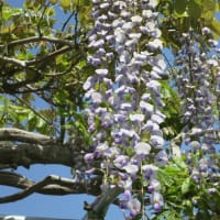花見ポタリング～長久保公園・辻堂海浜公園