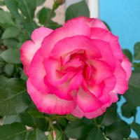 クリニック薔薇が見頃です