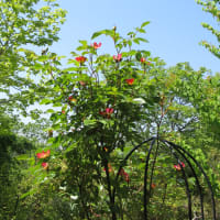 爽やかなお山のグルメ鹿（笑）