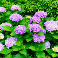 アジサイが続々開花 前編（板橋区立赤塚植物園 2025.6.8撮影）