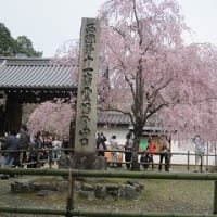 醍醐寺の桜