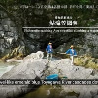 Fishermen catching Ayu sweetfish climbing a waterfall