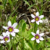 ニワゼキショウ　庭石菖　アヤメ科　野に咲く薄紫・白色のスミレ花です。今日の野鳥：オシドリ